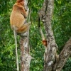 Kahau nosaty - Nasalis larvatus - Proboscis Long-nosed Monkey o8697